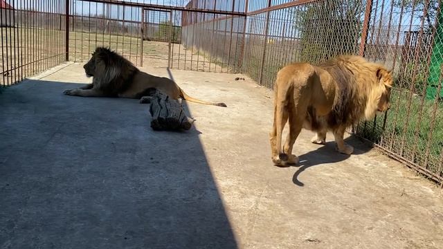 Лев Марсель танцует в честь новорожденных львят !!! смотреть онлайн