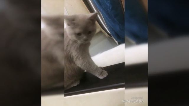 Шотландский кот и самоед смотреть онлайн