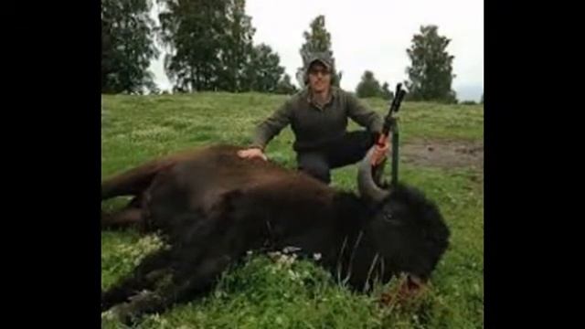 дикие бизоны. смотреть онлайн