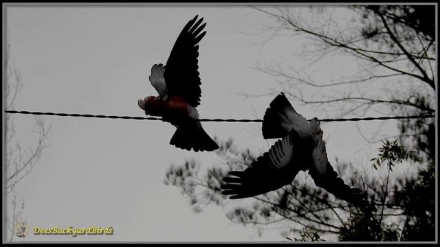 Galah Cockatoo's ~ Birds in the Rain~#BackyardBirds Australia / #Birdtv