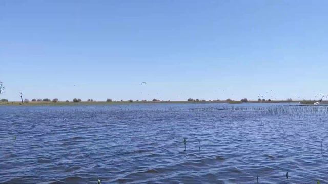 Птицы в дельте Волги смотреть онлайн