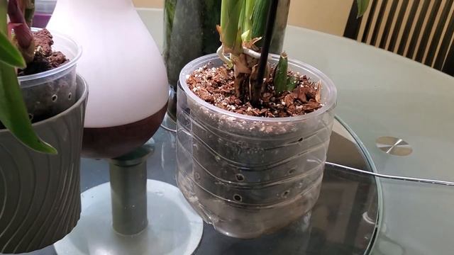 Цветуны Декабря. Зигониссия, Joy Fairy tale. смотреть онлайн