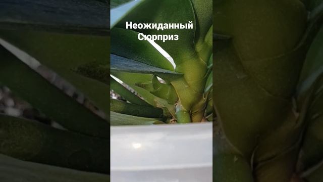 #orchid #flowers #моицветы #магнит #деткаорхидеи смотреть онлайн