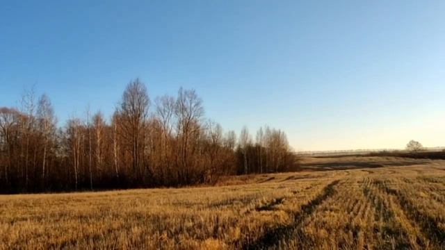 Сотрудники центра «Пин и Пуф» выпустили в естественную среду обитание двух птиц, ❤️ 🦅🦉 смотреть онлайн