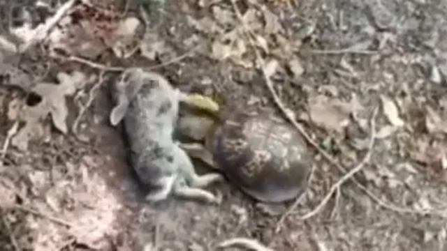ЧЕРЕПАХА ПОЕДАЕТ КРОЛИКА . смотреть онлайн