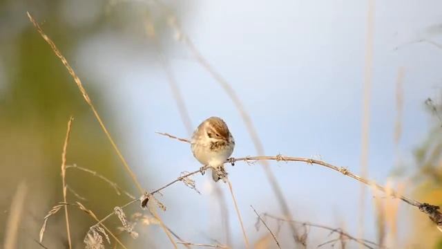 камышовые овсянки смотреть онлайн