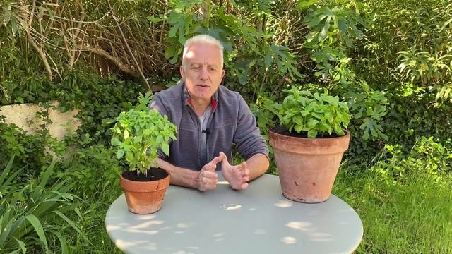 Bienfaits du basilic : digestion, règles douloureuses, troubles de la glycémie смотреть онлайн