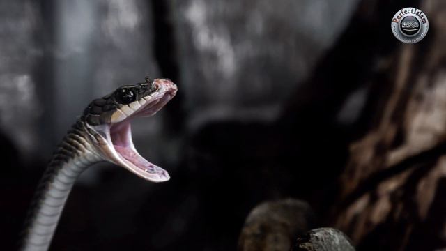 Khwab Mein Saanp Dekhne Ki 31 Tabeer | Khwab Mein Saanp Dekhna | Khwab Mai Saanp Ki Tabeer смотреть онлайн