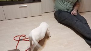 Как приучить щенка к поводку, Аргентинский Дог ДОМИНИКА.