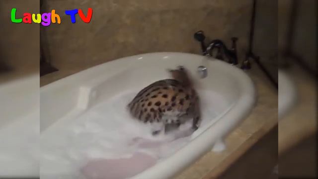 Savannah Cats Are So Adorable - Funny And Cute Big Cat Videos Compilation 2016 смотреть онлайн