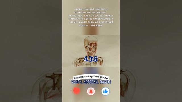 САМЫЕ СИЛЬНЫЕ МЫШЦЫ У ЧЕЛОВЕКА — КОРОТКИЕ ИНТЕРЕСНЫЕ ФАКТЫ #438 смотреть онлайн