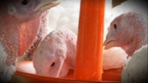 Понос у домашних индюков что делать