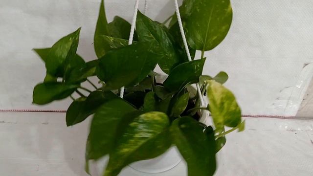 SKU - MPLAH04 , Epipremnum Aureum Green Hanging Plant смотреть онлайн