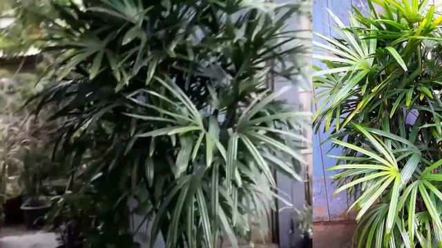 Lady Palm ৰ যতন আৰু প্ৰতিপালন বিষয়ে ♥️