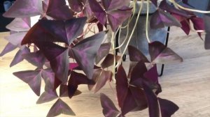 Оксалис или КИСЛИЦА уход зимой. Самочувствие после спасения из подъезда