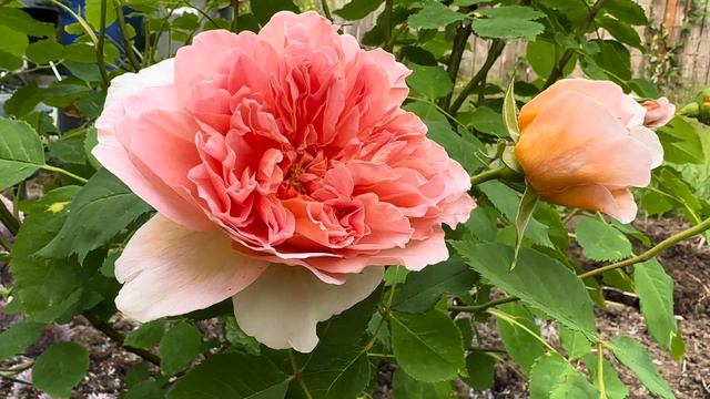 TEA CLIPPER _English Rose Bred By David Austin смотреть онлайн