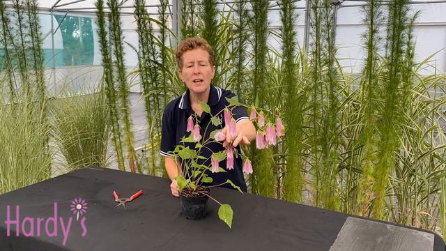 Rosy Hardy Presents: Campanula takesimana 'Elizabeth' смотреть онлайн