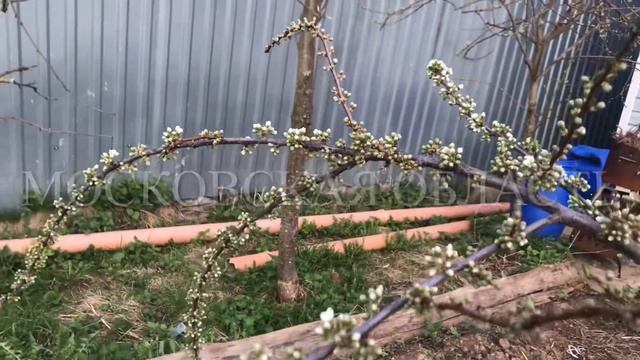 Алыча кубанская комета . Готова к цветению .