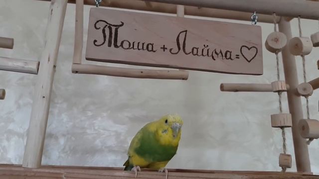 Утро моих попугаев. Это любовь? смотреть онлайн