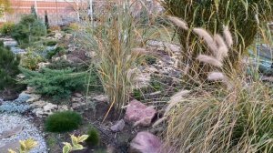 ЗЛАКИ в САДУ. Как размножить/ Как сажать МИСКАНТУС