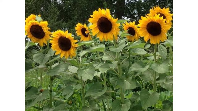 Күнбағыс. Тіс ауруы. Несеп жол. Етеккір. Көкжөтел. Буға күйіп қалу. смотреть онлайн