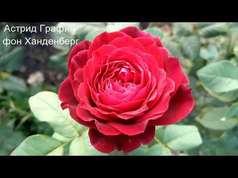 Для меня слово «сад» означает все лучшее в мире... смотреть онлайн