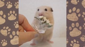 НАШ БОЛЬШОЙ ХОМЯК! Смешная озвучка ХОМКИ смешное видео про хомяков