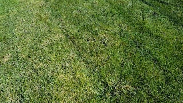 Lawn Update 27 - What's Up Behind the Fence? смотреть онлайн