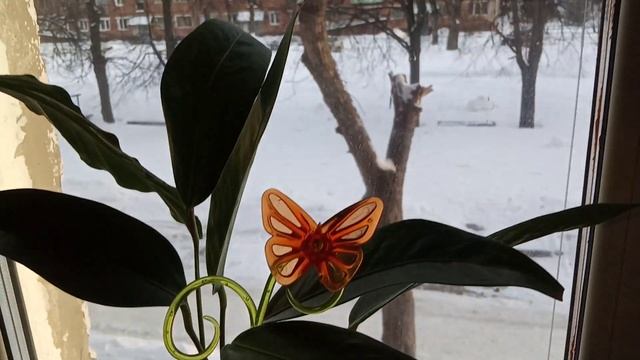 Комнатные Цветы. Обзор Кухонного Подоконника.9 Февраля. смотреть онлайн