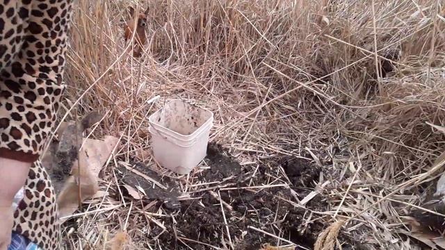 Как вырастить зелень в бутылках,если нет земли?Елементарно.Копаем землю,поем. смотреть онлайн