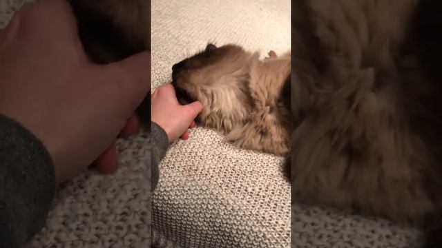 SPCR Mango, Seal Point Ragdoll смотреть онлайн