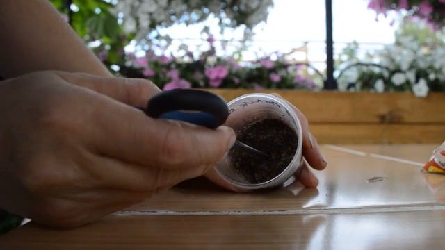 Черенкование вегетативных растений, осень 2020 года смотреть онлайн