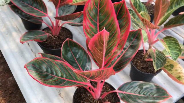 HARGA BORONGAN AGLAONEMA MURAH MERIAH || WA.085769667097 смотреть онлайн