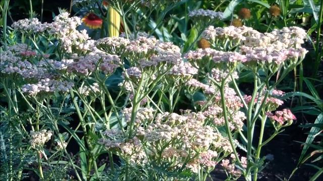 Тысячелистник обыкновенный. Купить саженцы тысячелистника садового смотреть онлайн