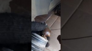 Замена рулевой тяги Форд Куга 1