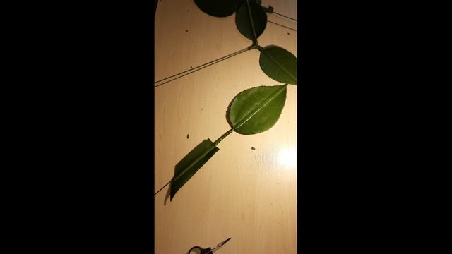 Лист для ростовой розы из изолона 2 мм/DIY From wildflowers to exotic flowers смотреть онлайн