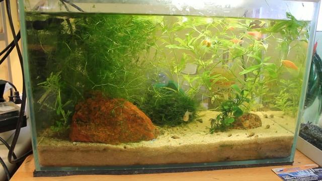 Чистка аквариума. Что должно получиться в итоге. смотреть онлайн