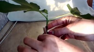 Как вырастить инжир из черенка- просто. Размножение инжира how to grow figs from cuttings