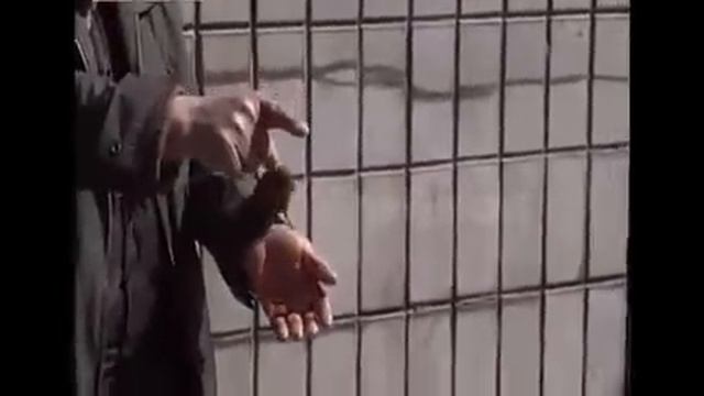 Самая умная Китайская птичка зарабатывает больше чем ты! смотреть онлайн