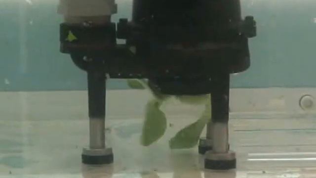 Bomba HCP Serie GF - Triturando Vegetales смотреть онлайн