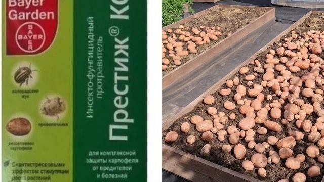 ЗАЧЕМ сажать СОТКАМИ? Посадили ДВЕ ГРЯДЫ, а ХВАТИТ НА ВСЮ ЗИМУ! УНИКАЛЬНЫЙ метод посадки картофеля! смотреть онлайн