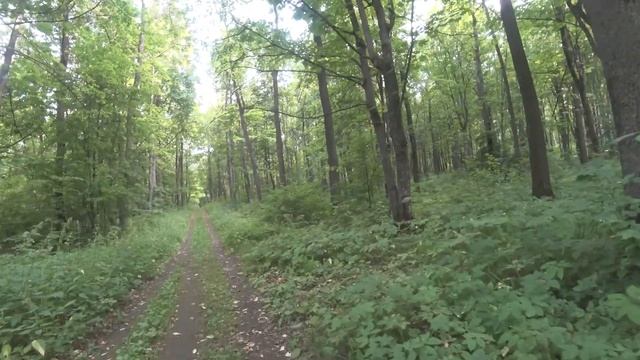 2020 10 27 11 37 Прогуляться летом  по лесу