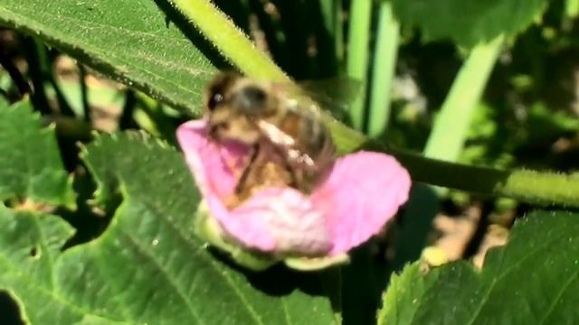 ➽ Пчёлка "Майя" 2 | Как Пчелы Собирают Пыльцу | Как Пчелы Делают Мед смотреть онлайн