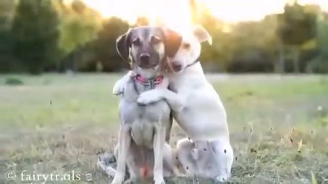 Собачьи обнимашки смотреть онлайн видео от Котик Котикович в хорошем качестве смотреть онлайн