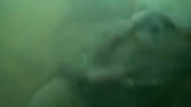 Любо-дорого.Лесные сказки. смотреть онлайн