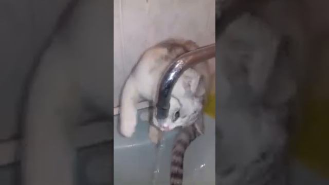Надо надо умываться... смотреть онлайн