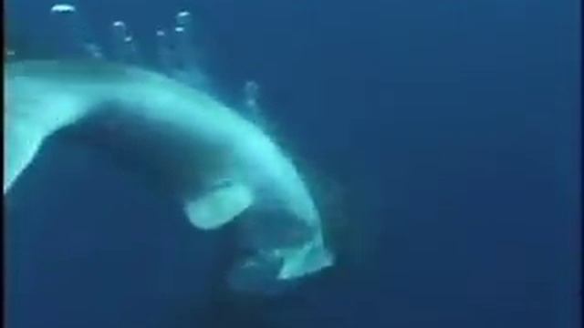 Whale Shark Rescue - Shark Research Institute смотреть онлайн