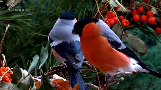 #прямой _ эфир общение Удивительные птицы Мира Снегири в природе смотреть онлайн