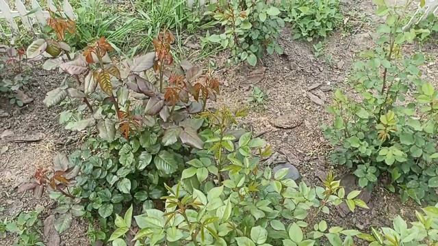 Первый цветок в новом сезоне #розы # моирозы#саженцыроз сортароз смотреть онлайн