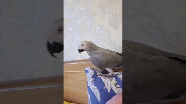 КТО ещё ХОЧЕТ завести себе Говорящего попугая ЖАКО??? смотреть онлайн